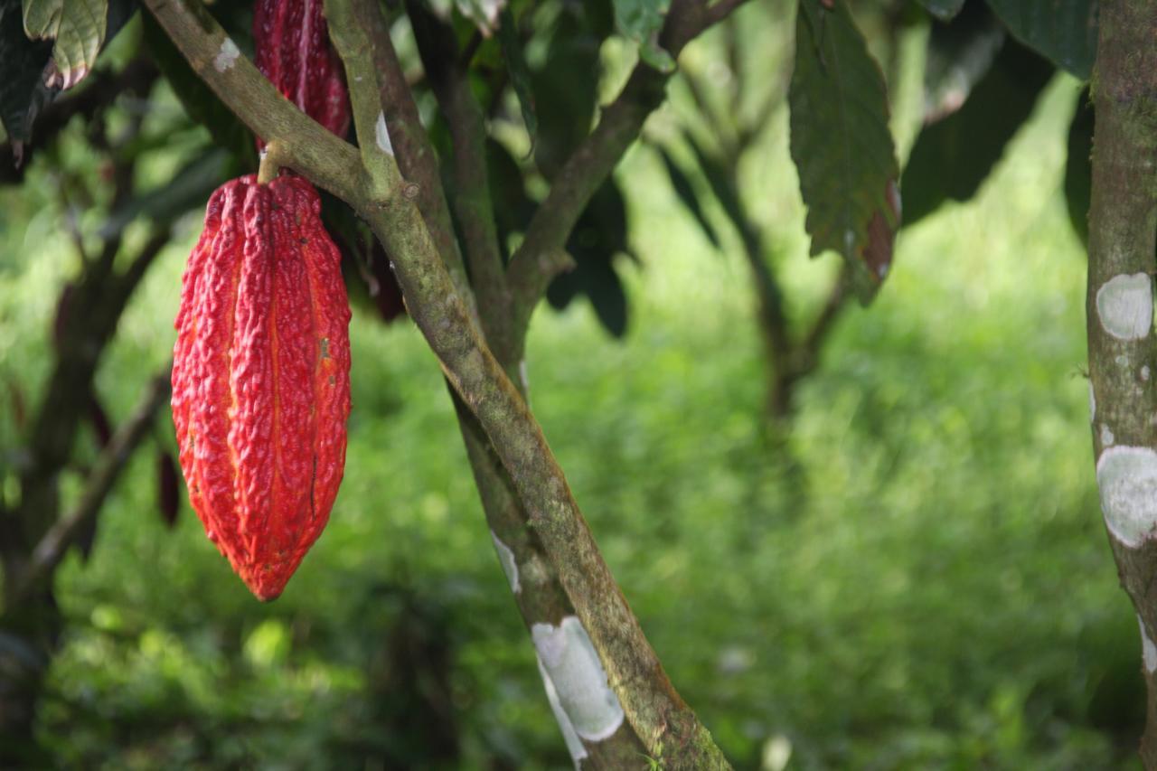 Finca Amistad Cacao Lodge Bijagua Luaran gambar