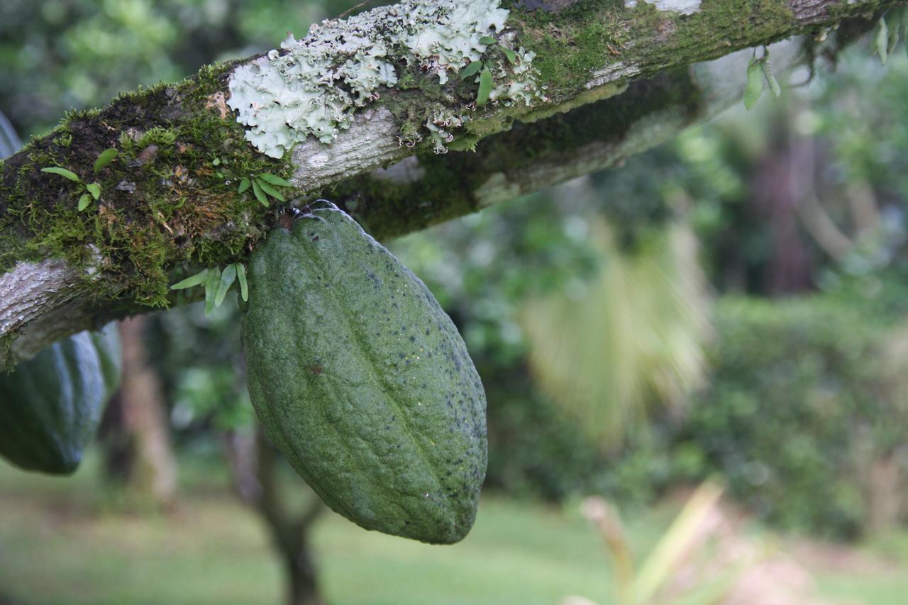 Finca Amistad Cacao Lodge Bijagua Luaran gambar