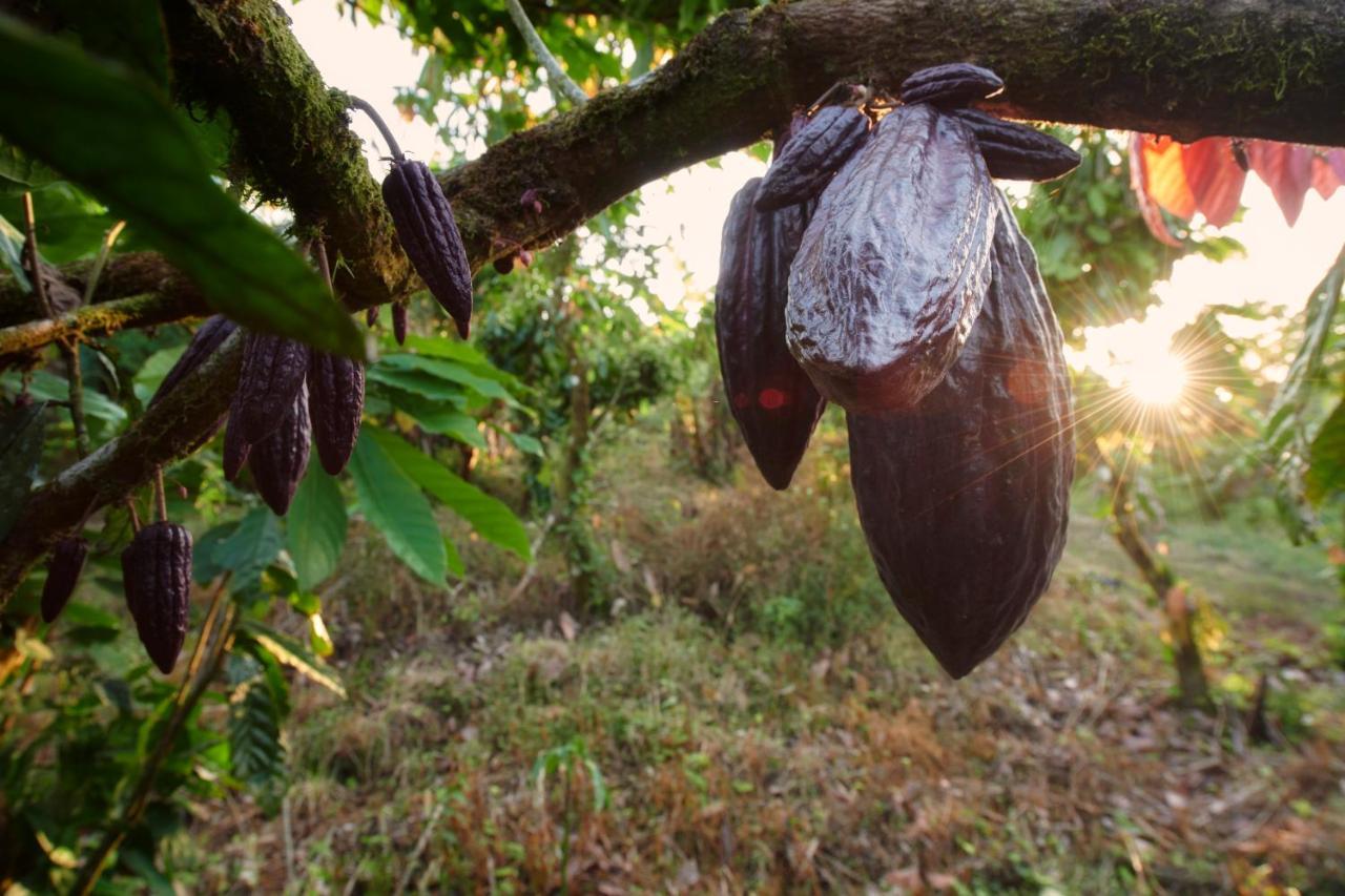 Finca Amistad Cacao Lodge Bijagua Luaran gambar